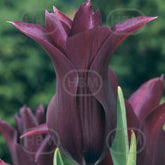 Hectarul - Bulbi de lalea Burgundy, 5 bulbi